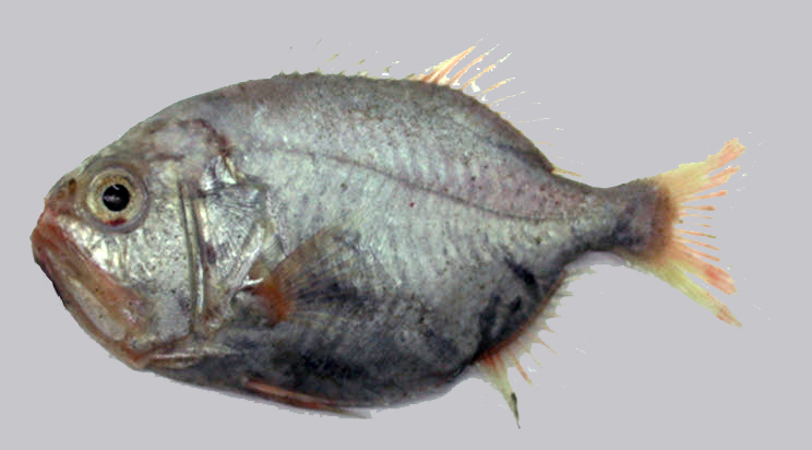 Gephyroberyx darwinii_09